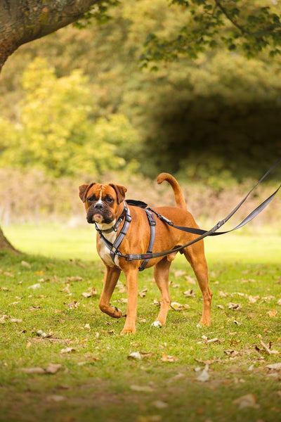 Company of Animals Walking Harness by Halti – for Full Freedom of Movement - Black