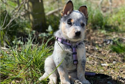 Company of Animals Walking Harness by Halti – for Full Freedom of Movement - Purple
