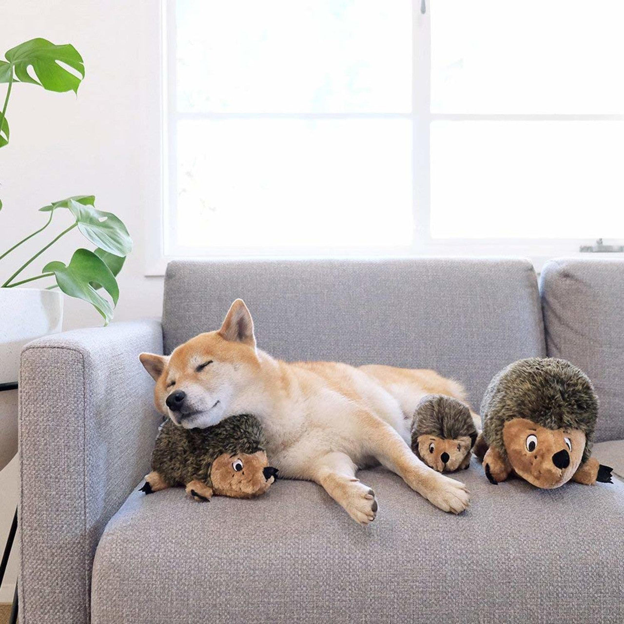 Outward Hound – Plush Hedgehogz for Dogs - Grunt and Squeak!