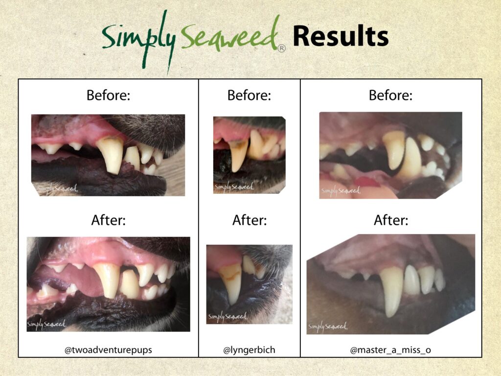 Simply Seaweed Certified Organic Dental Supplement - for Dogs & Cats in Three Sizes