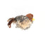 GiGwi Bird Melody Chaser – Mesmerising Fun for Cats!