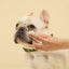 Squeaky Gentle Probiotic Pet Eye Wipes with Chamomile