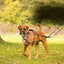 Company of Animals Walking Harness by Halti – for Full Freedom of Movement - Black