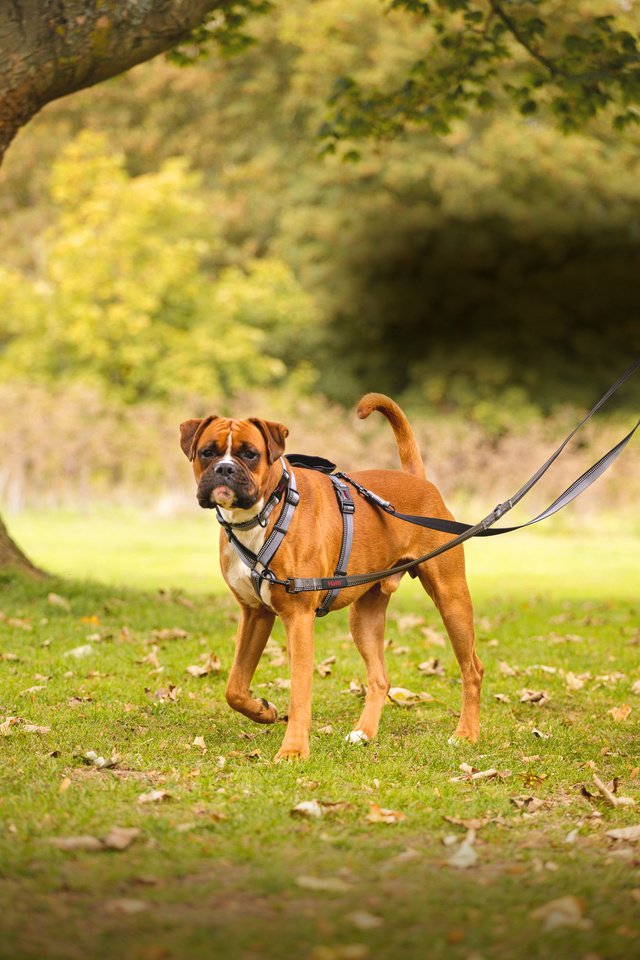 Company of Animals Walking Harness by Halti – for Full Freedom of Movement - Black