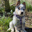 Company of Animals Walking Harness by Halti – for Full Freedom of Movement - Purple