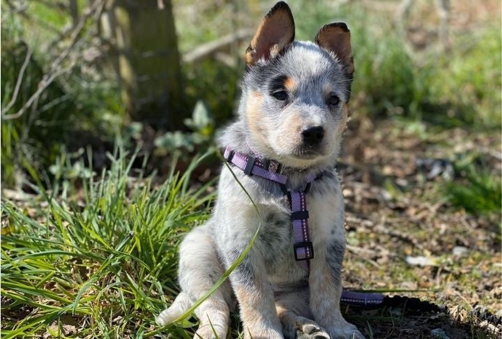 Company of Animals Walking Harness by Halti – for Full Freedom of Movement - Purple