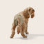 Snooza – Washable Dog Nappy – Twin Pack for Female Dogs