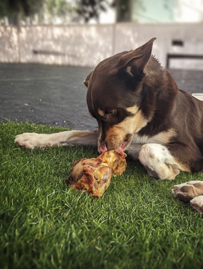 Huds and Toke Dog Treats – Dried Pork Puppy Clod, 1 Piece