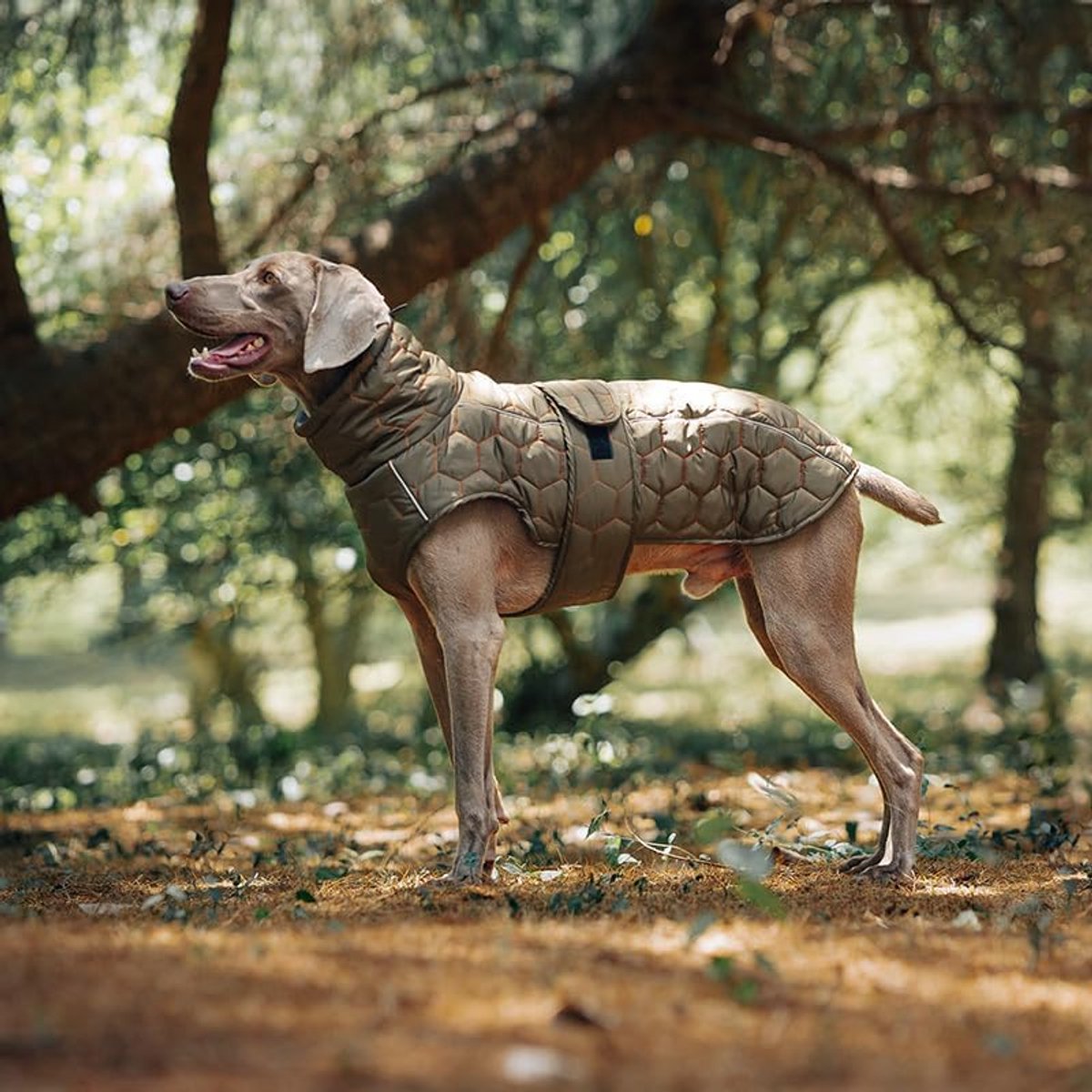 Warm Winter Dog Coat - Waterproof, Adjustable & Reflective - Size M - Green