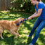 3 Pack 54cm Knotted Cotton Ropes for Chewing and Tug Games